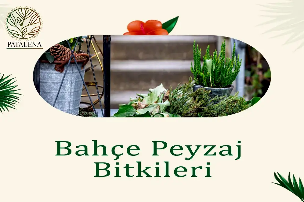 Bahçe Peyzaj Bitkileri